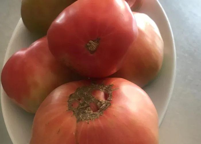 Ristorante Santa Maria Amantea