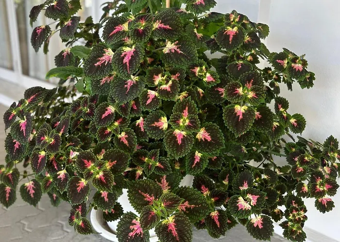 Ristorante Santa Maria 2* Amantea